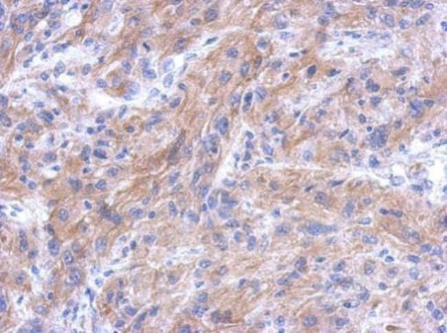 100uL Polyclonal antibody, CTTNBP2NL, ho