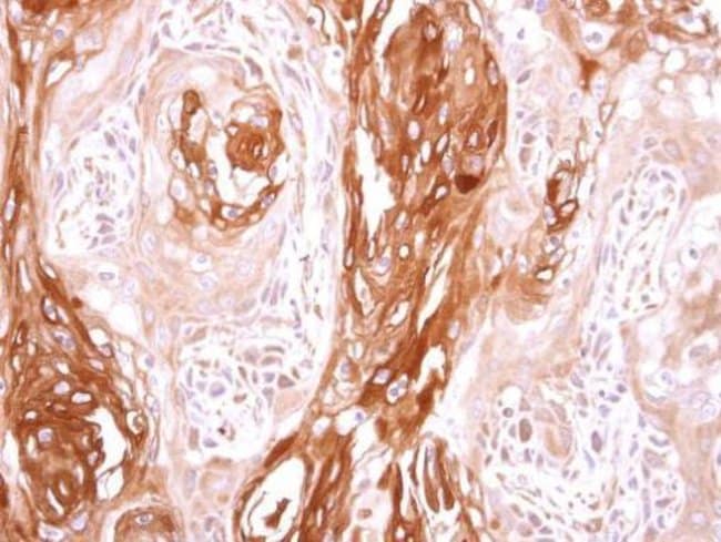 100uL Polyclonal antibody, SEC23B, host