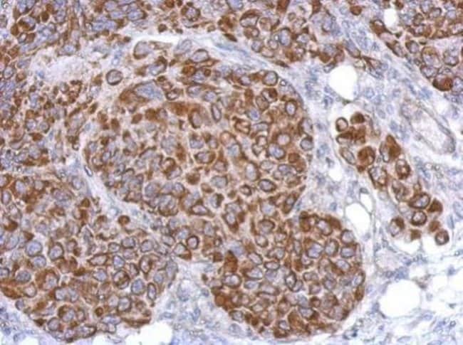 100uL Polyclonal antibody, ARHGAP9, host