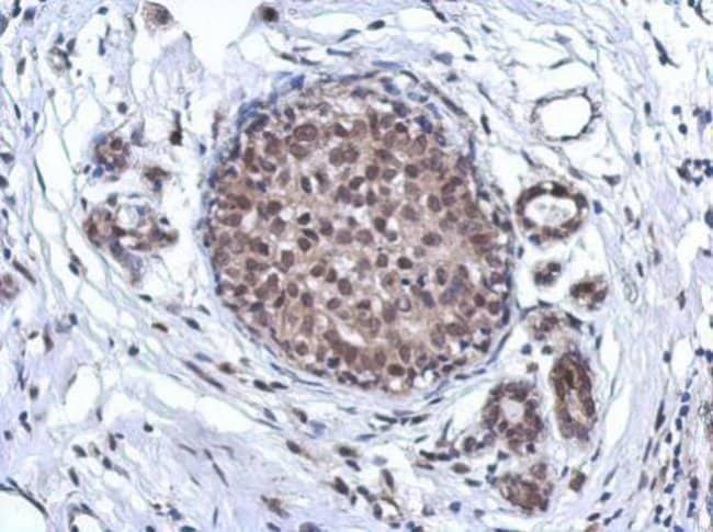 100uL Polyclonal antibody, ARS2, host ra