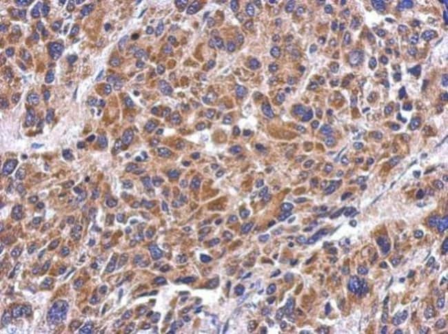 100uL Polyclonal antibody, MRPS26, host