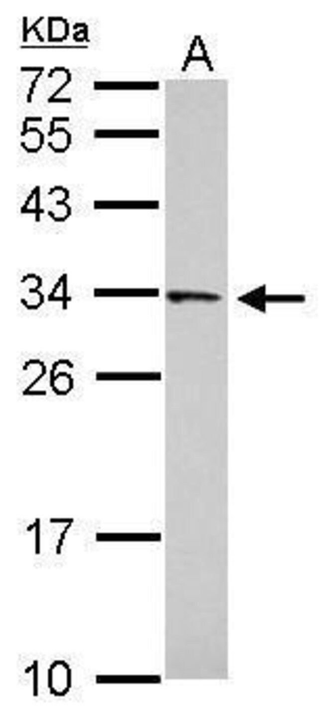 100uL Polyclonal antibody, FAM78B, host