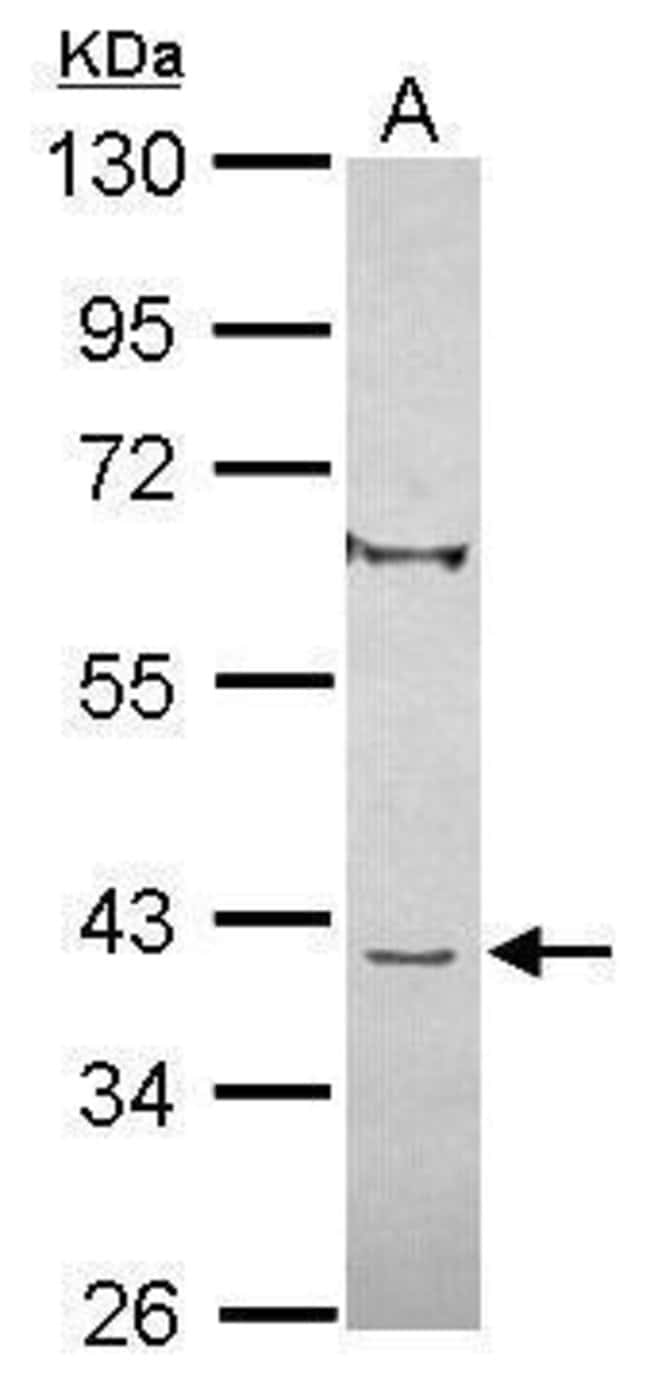 100uL Polyclonal antibody, C8orf48, host