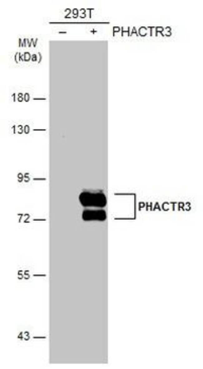 100uL Polyclonal antibody, PHACTR3, host