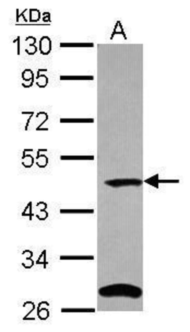 100uL Polyclonal antibody, C9orf43, host