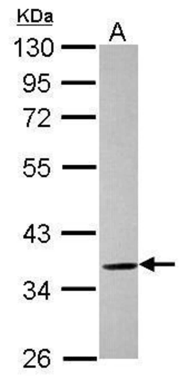 100uL Polyclonal antibody, ELMOD1, host