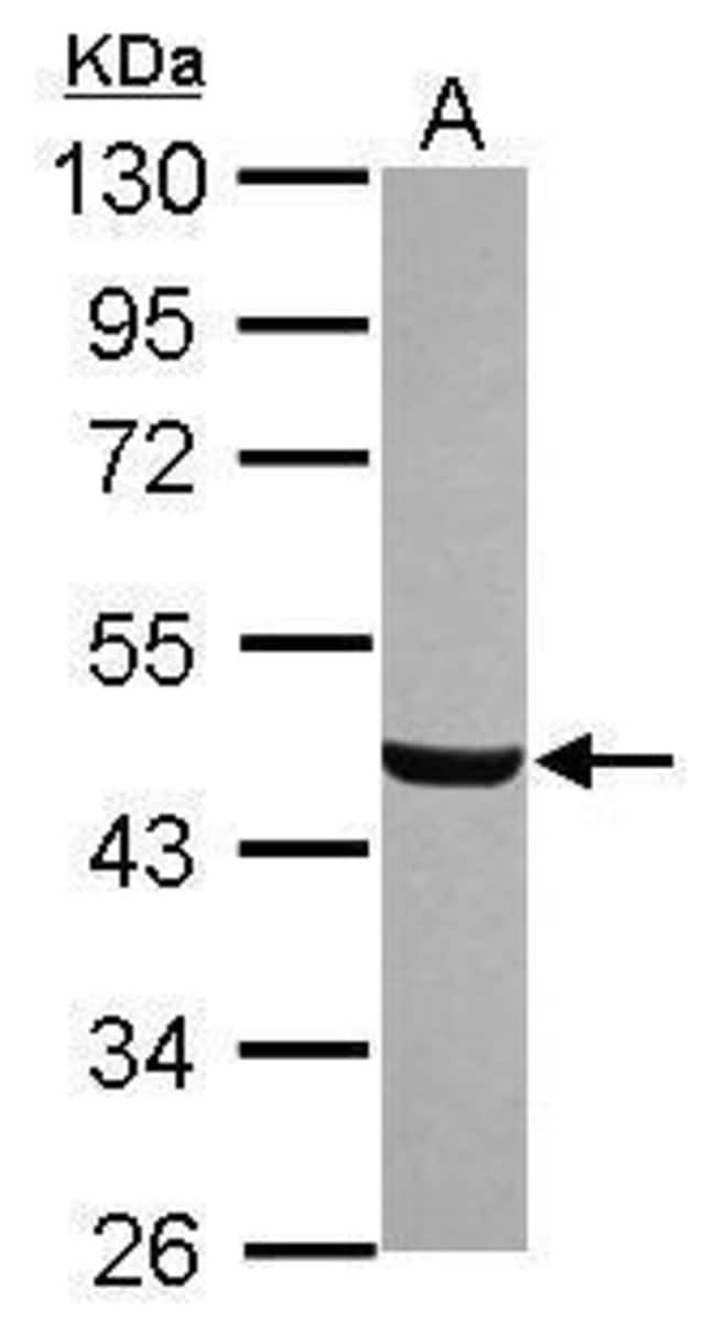 100uL Polyclonal antibody, C8orf30A, hos
