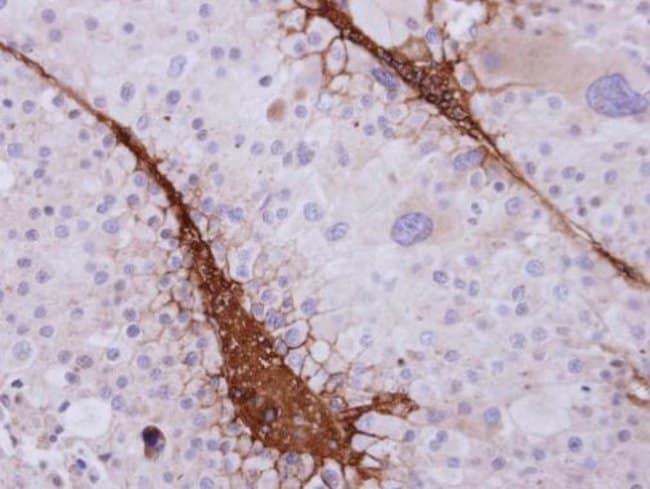 100uL Polyclonal antibody, ST3GAL3, host