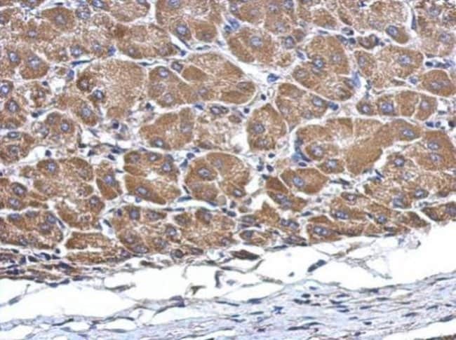 100uL Polyclonal antibody, C2orf65, host