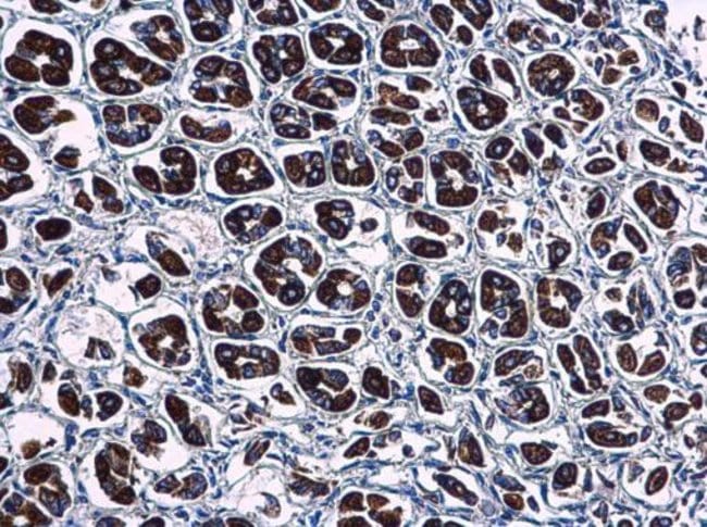 100uL Polyclonal antibody, WDR24, host r