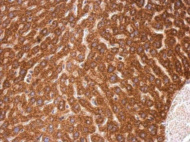 100uL Polyclonal antibody, C4orf14, host