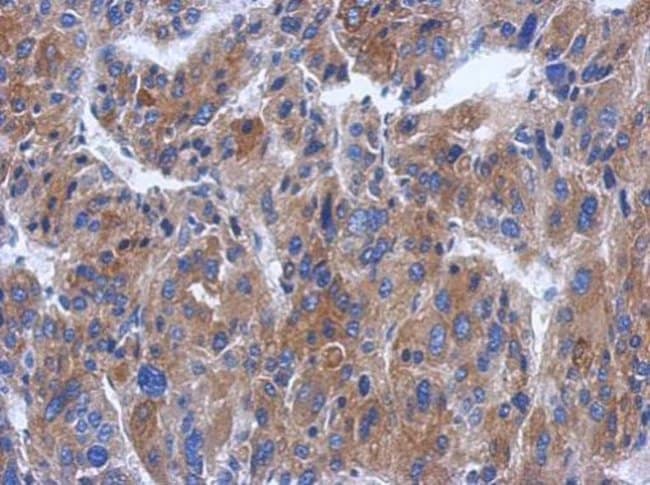 100uL Polyclonal antibody, CWF19L1, host