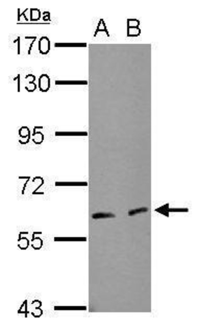 100uL Polyclonal antibody, EIF3L, host r