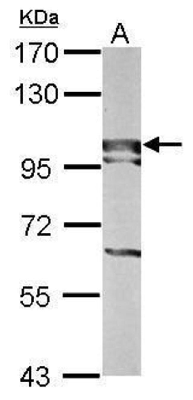 100uL Polyclonal antibody, BOP1, host ra