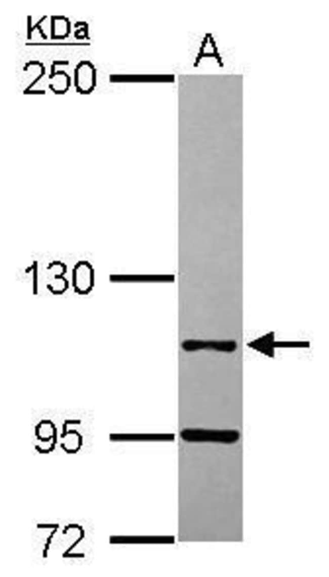 100uL Polyclonal antibody, LEO1, host ra