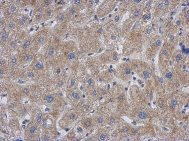100uL Polyclonal antibody, GCC1, host ra