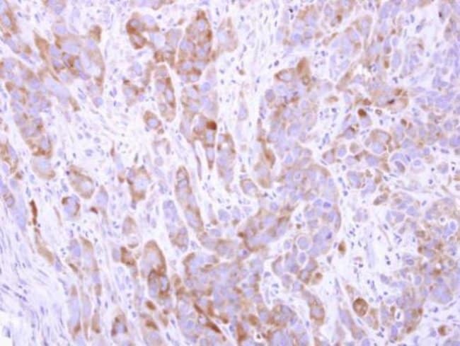 100uL Polyclonal antibody, CGN, host rab