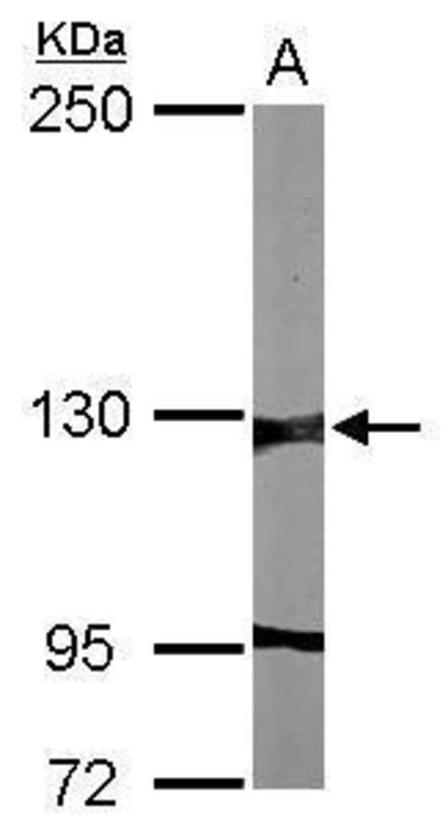100uL Polyclonal antibody, G9a, host rab
