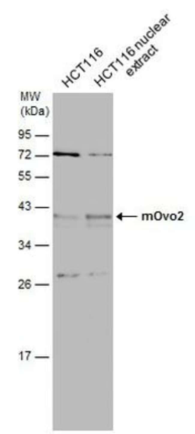 100uL Polyclonal antibody, mOvo2, host r