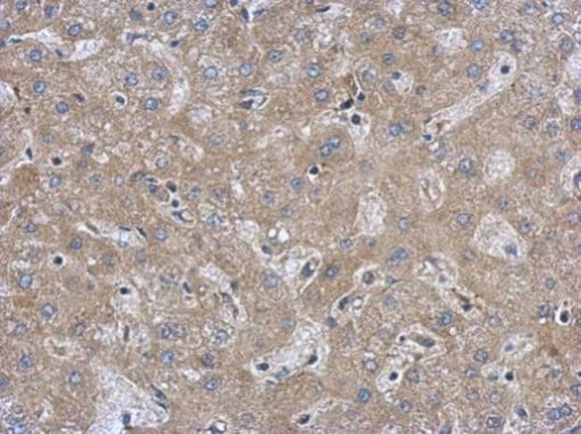 100uL Polyclonal antibody, FAM171A1, hos