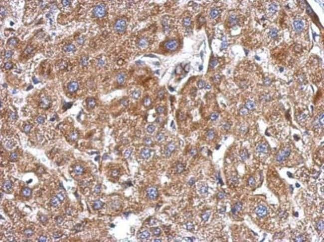 100uL Polyclonal antibody, KCTD3, host r