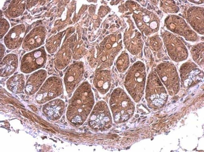 100uL Polyclonal antibody, Nop25, host r