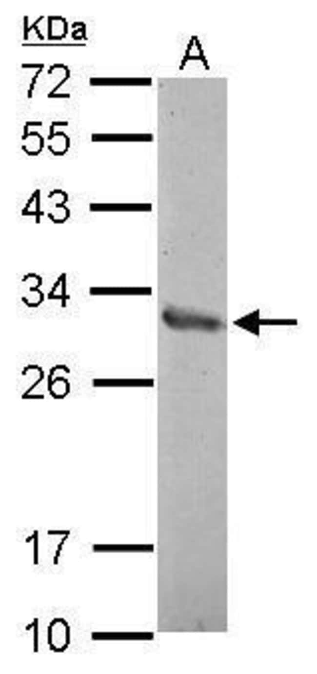 100uL Polyclonal antibody, ZNF414, host