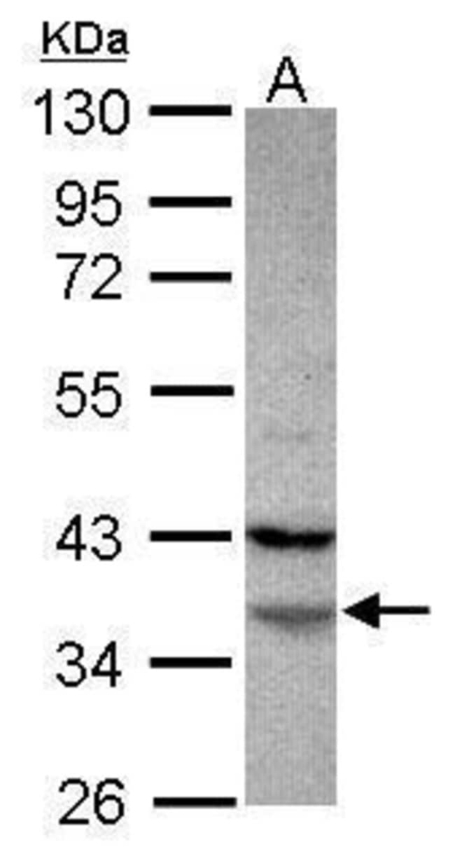 100uL Polyclonal antibody, FAM76A, host