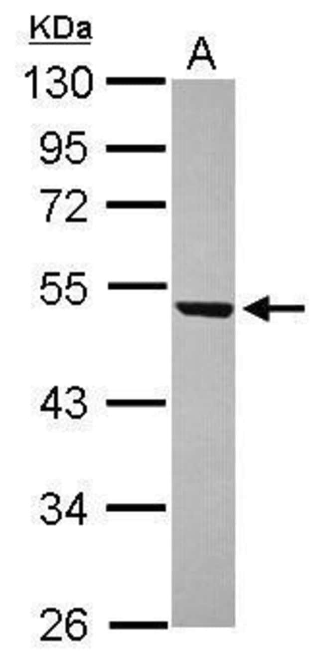100uL Polyclonal antibody, WDR12, host r