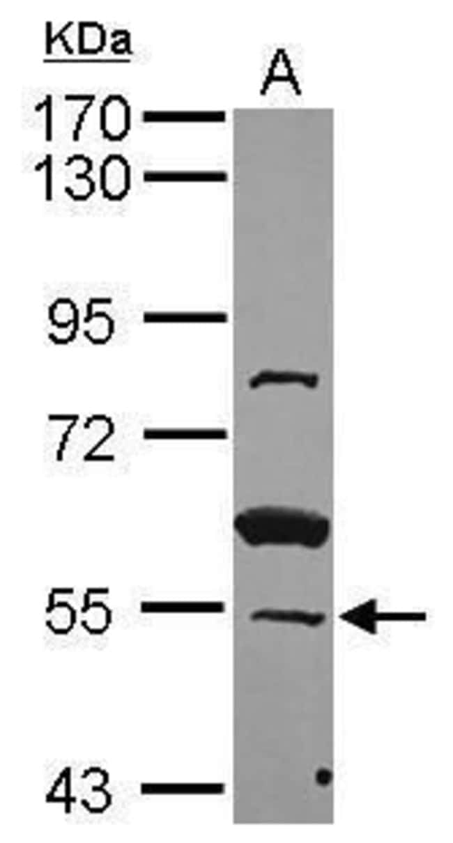 100uL Polyclonal antibody, ZNF639, host