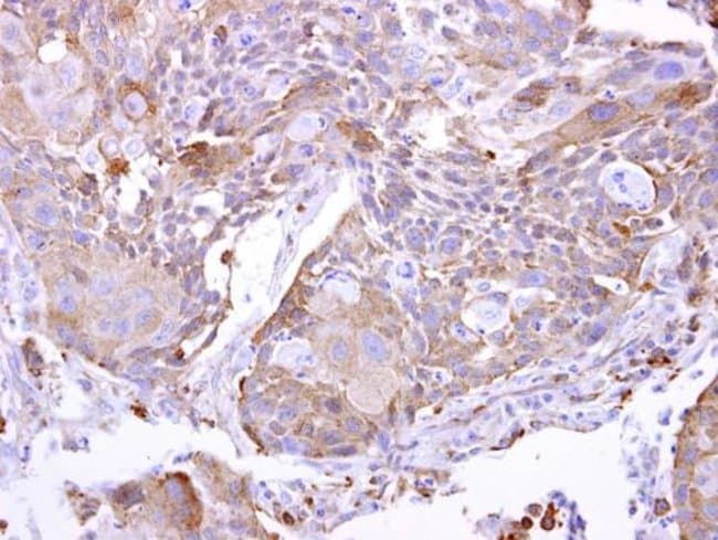 100uL Polyclonal antibody, PYROXD2, host