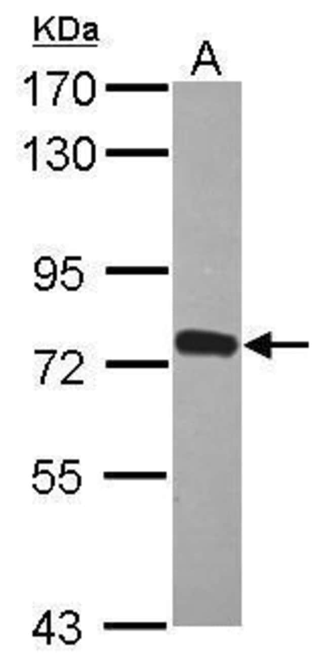 100uL Polyclonal antibody, ZNF417, host
