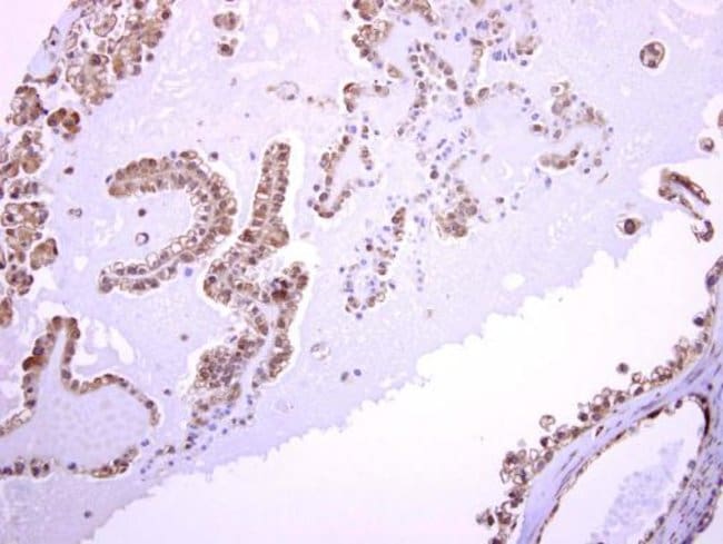 100uL Polyclonal antibody, ASMTL, host r