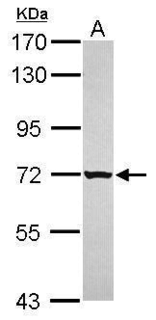 100uL Polyclonal antibody, GRHL1, host r