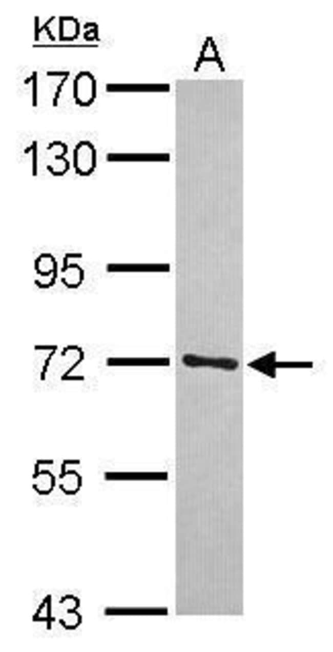 100uL Polyclonal antibody, triM41, host