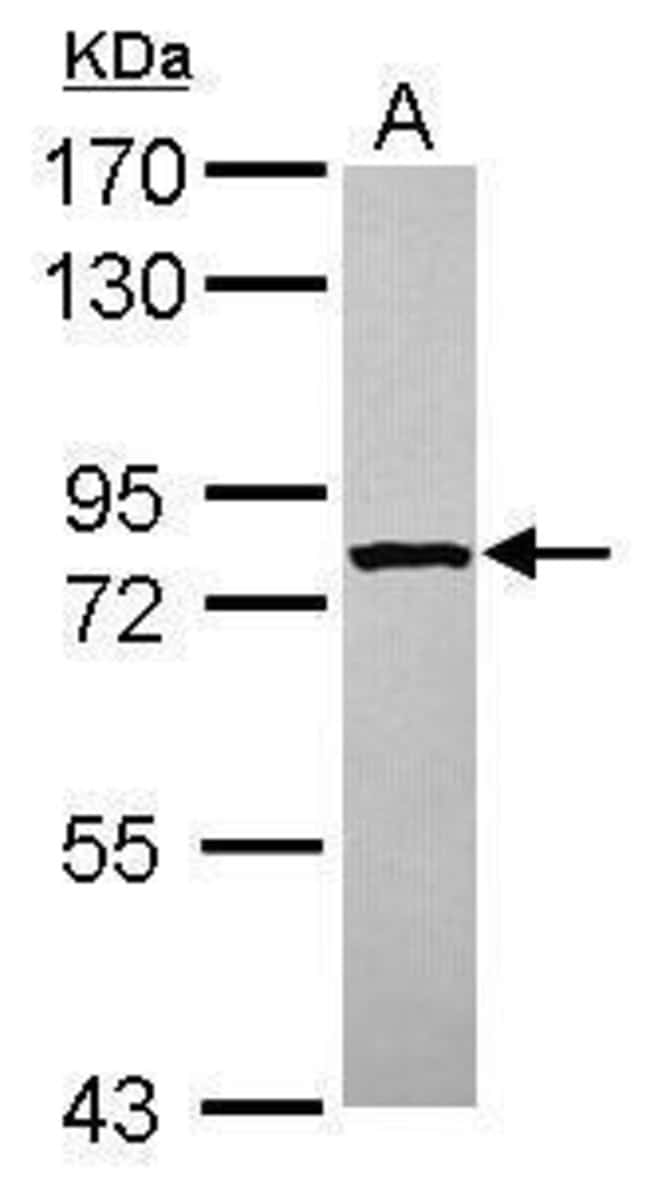 100uL Polyclonal antibody, STRBP, host r