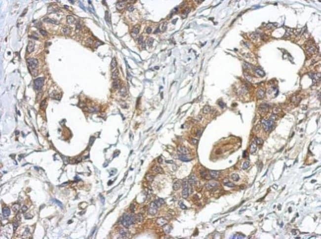 100uL Polyclonal antibody, GPRASP2, host