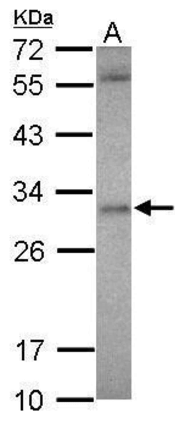 100uL Polyclonal antibody, ASB12, host r