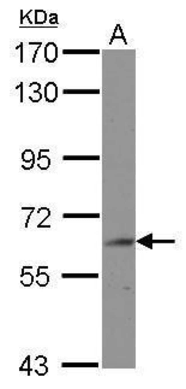 100uL Polyclonal antibody, BIN2, host ra