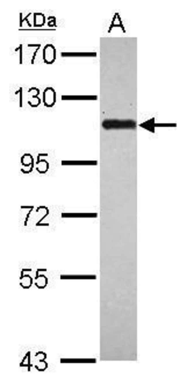 100uL Polyclonal antibody, BOP1, host ra
