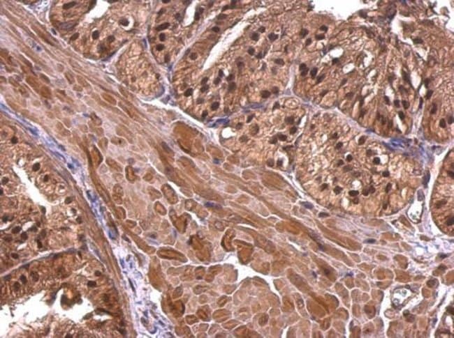 100uL Polyclonal antibody, CBWD1, host r