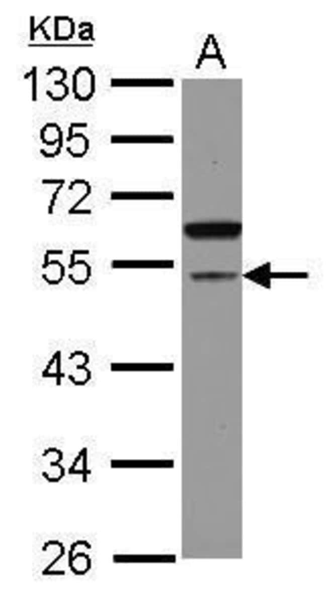 100uL Polyclonal antibody, CDCA7L, host