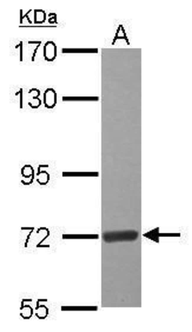 100uL Polyclonal antibody, SELB , host r