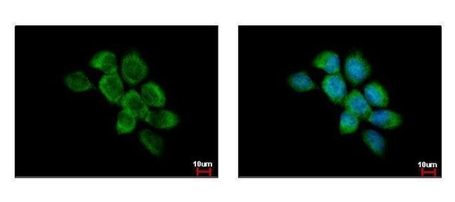 100uL Polyclonal antibody, FAM120A, host