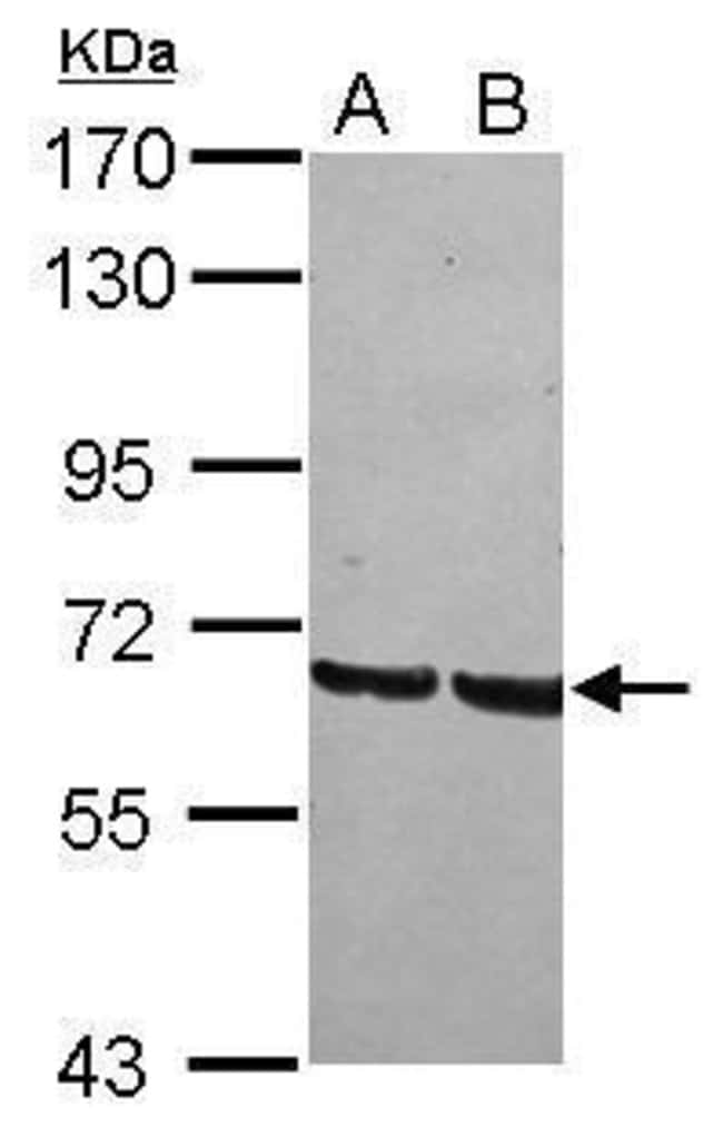 100uL Polyclonal antibody, GRHL1, host r