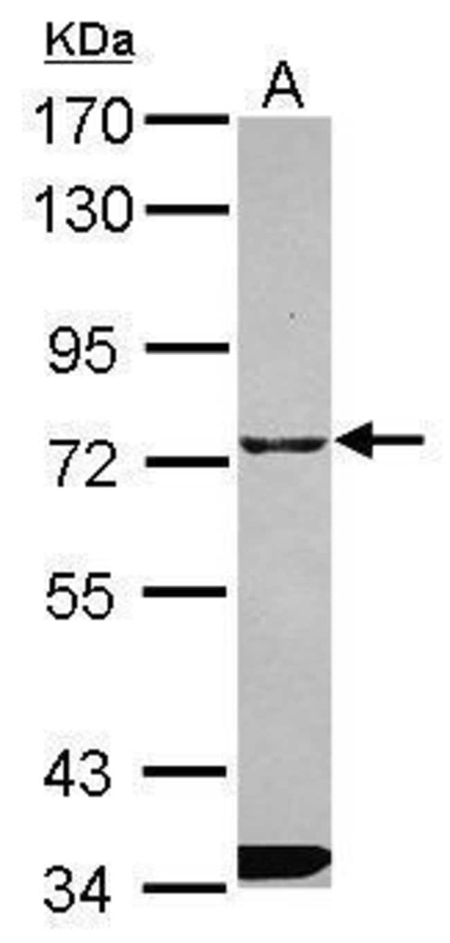 100uL Polyclonal antibody, ITPRIPL1, hos