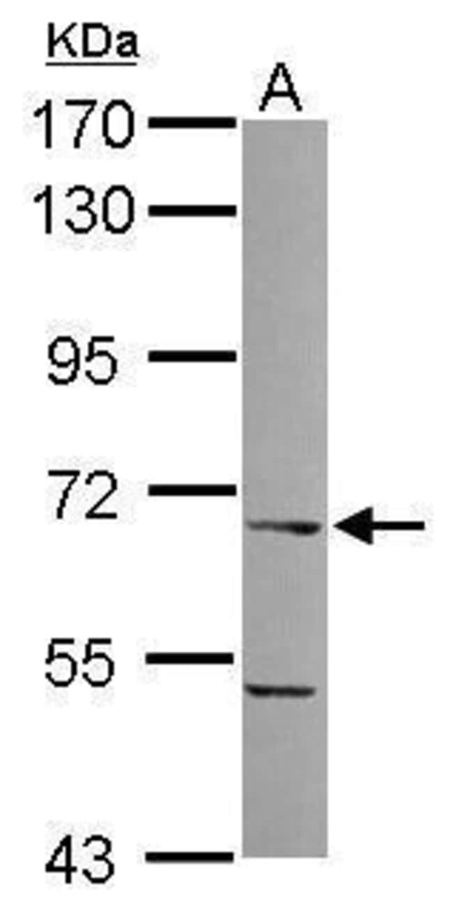 100uL Polyclonal antibody, ITPRIPL1, hos