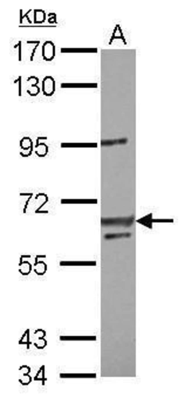100uL Polyclonal antibody, LIN54, host r