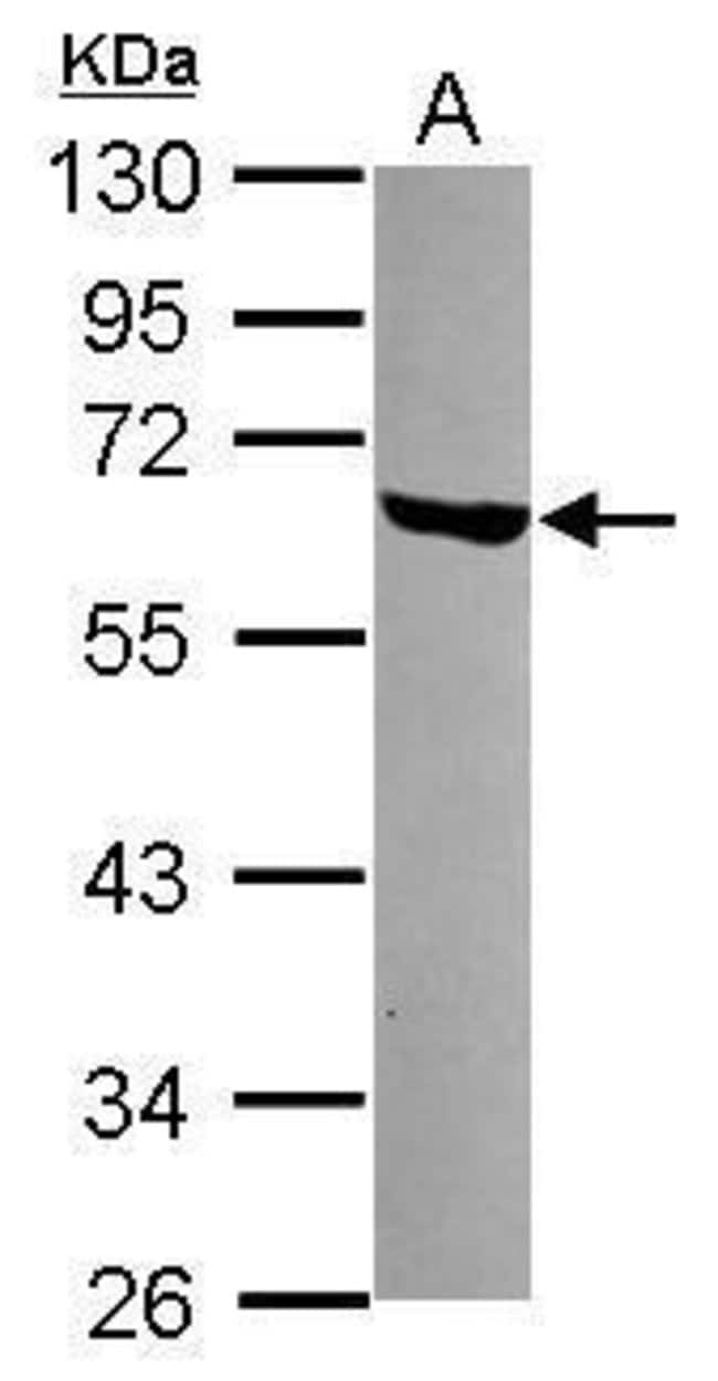 100uL Polyclonal antibody, LSM14A, host