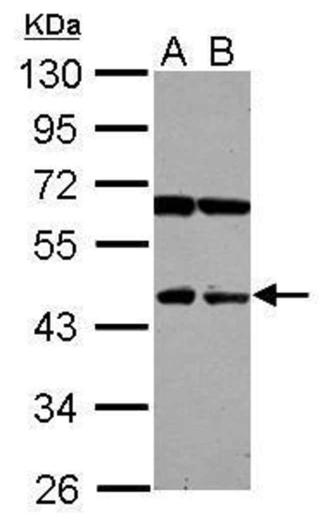 100uL Polyclonal antibody, NEU4, host ra